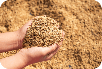 Farmer holding wheat in hand which is financed through farm input loan