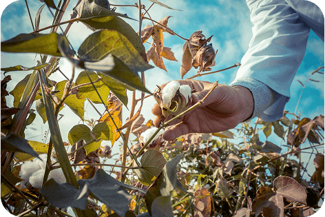 picking cotton from crop