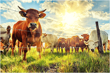 Cattle grazing in green pastures supported by National Ag farm finance loans.