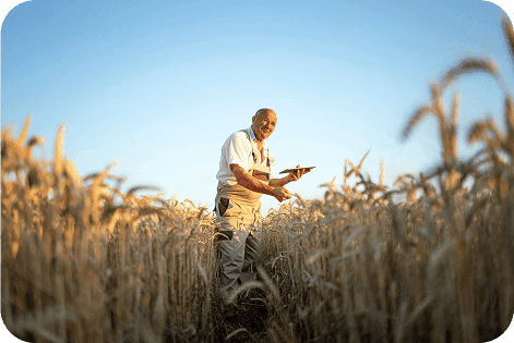 old farmer checking the crop health after sustainable farming with loan support
